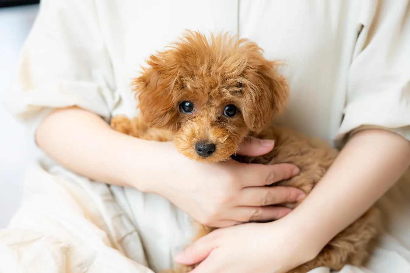 飼い主の腕に抱かれたトイプードルの子犬